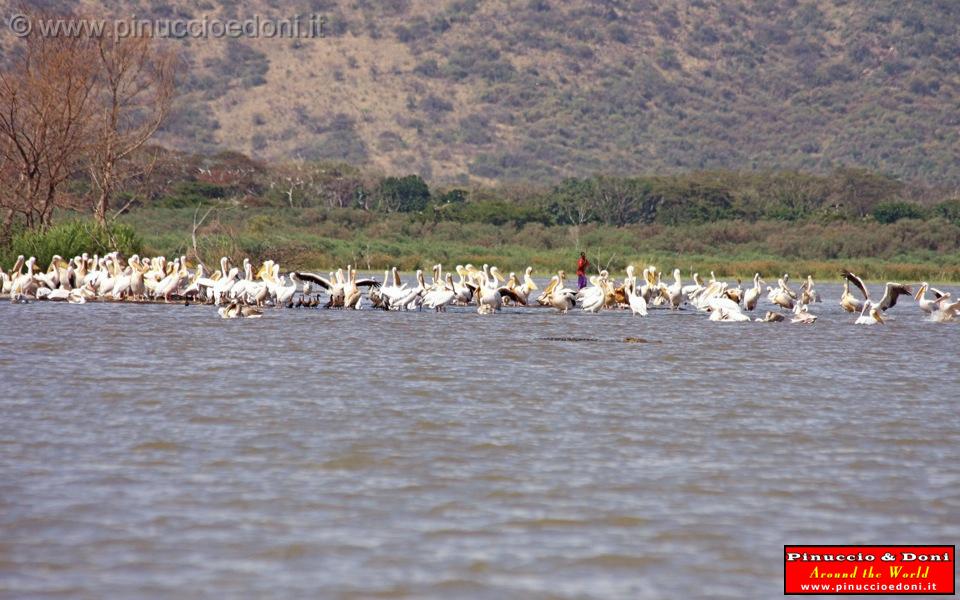 Ethiopia - Lago Chamo - Pellicani - 07.jpg